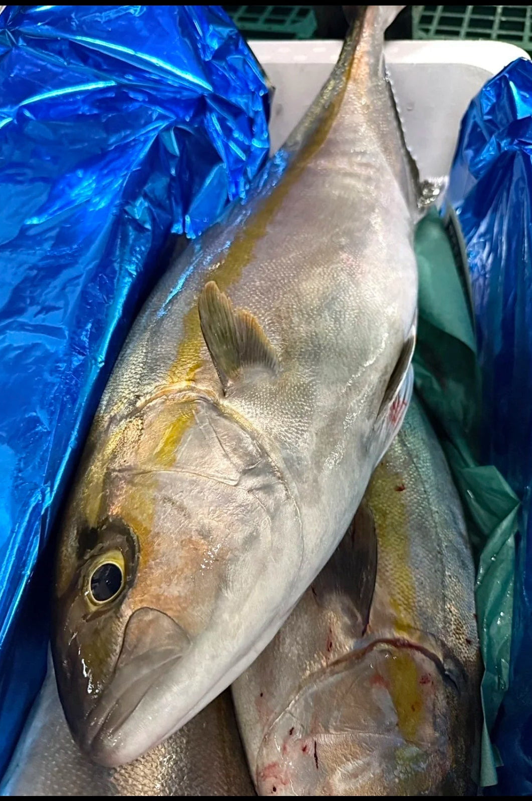 Premium Farmed Great Amberjack(KANPACHI)- Ikejime 9~13.5LB