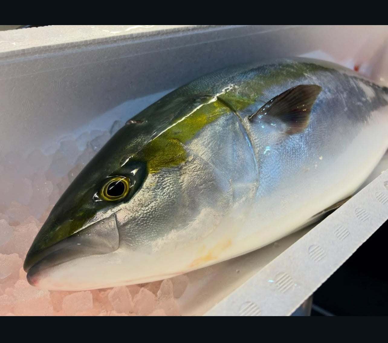 Premium Japanese Farmed Yellowtail (Hamachi) - Ikejime 10~13.5LB