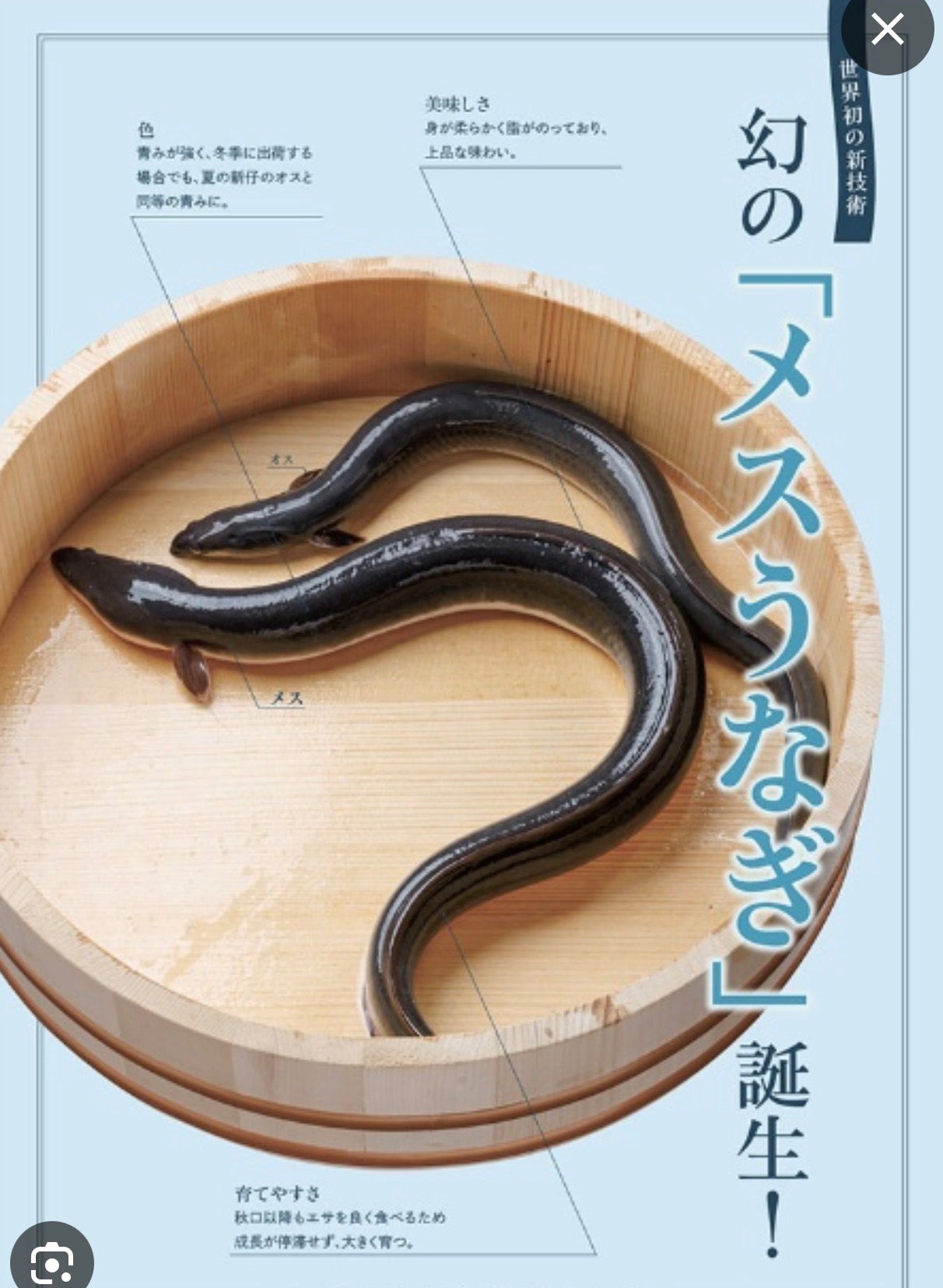 Premium Shizuoka Farm-Raised Female Eel (Unagi)300~600g
