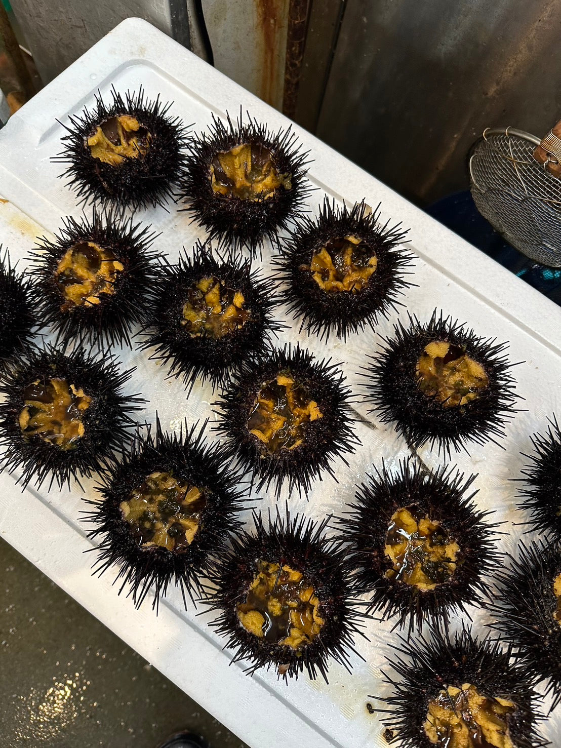 Live-Quality Hokkaido Shell-on Uni (UNI DAMA)