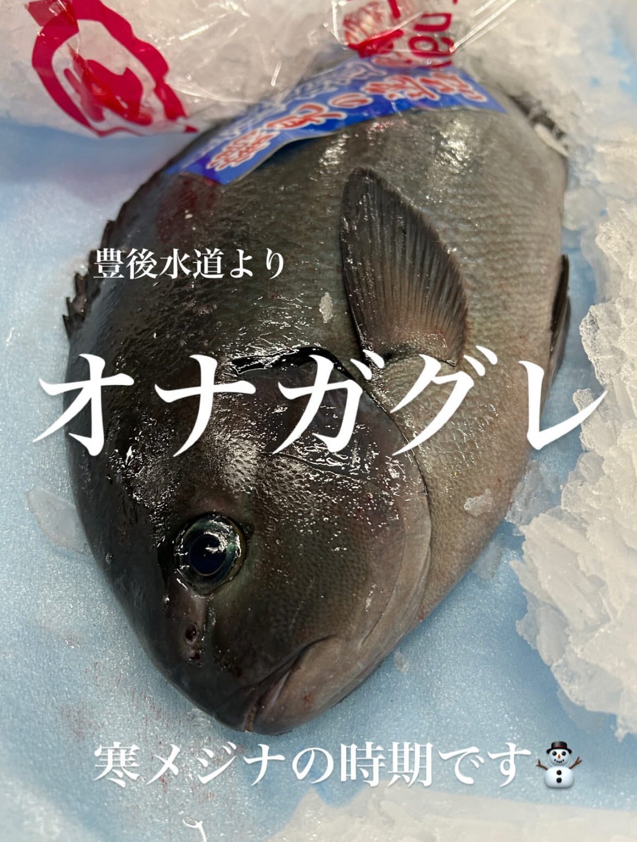Premium Japanese Largescale Blackfish (Mejina / Gure) 1.8~ 3.4LB