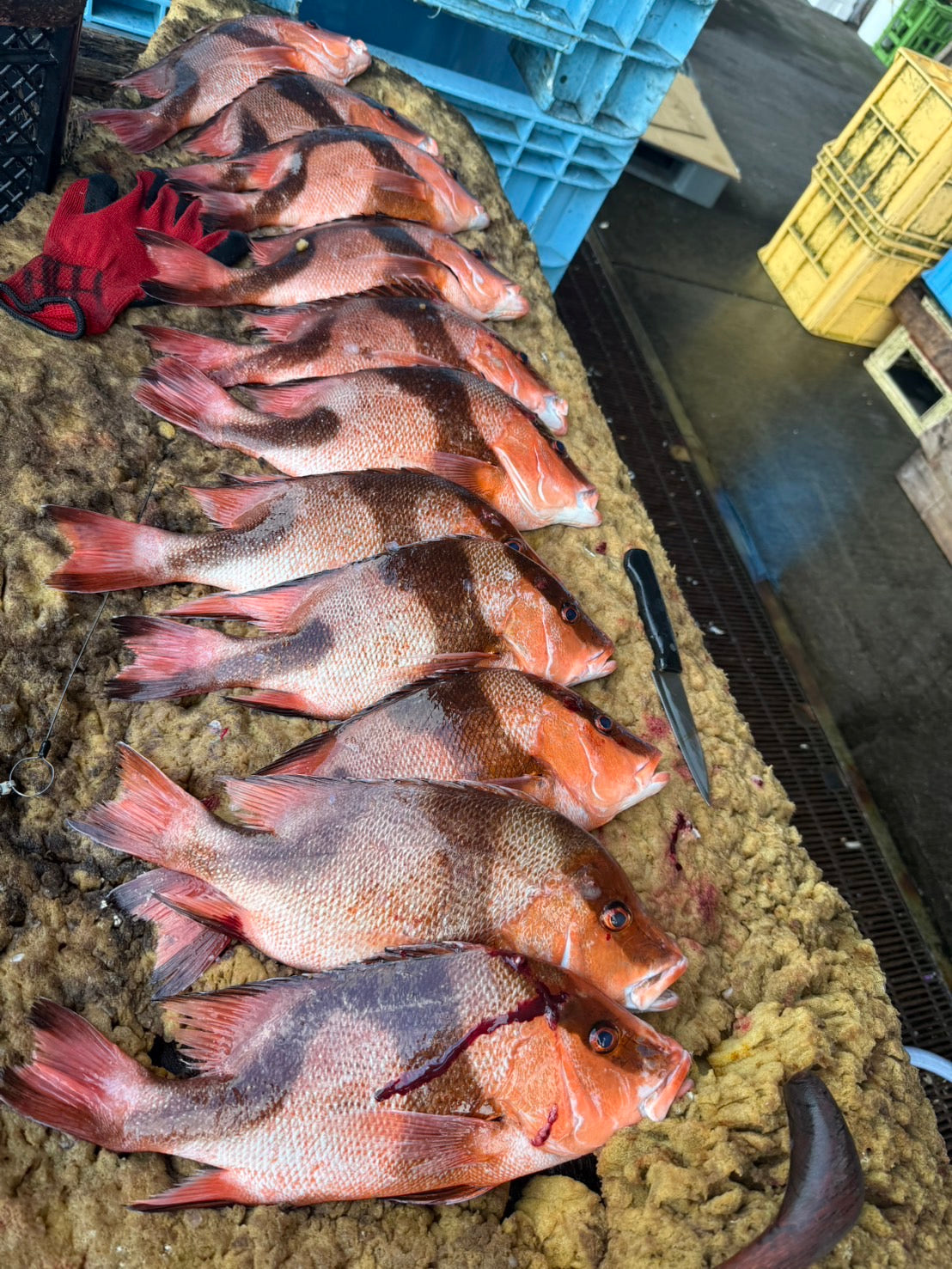 ONIJIME Farmed Emperor Red Snapper (SENNEN DAI) 2.5~3.5LB