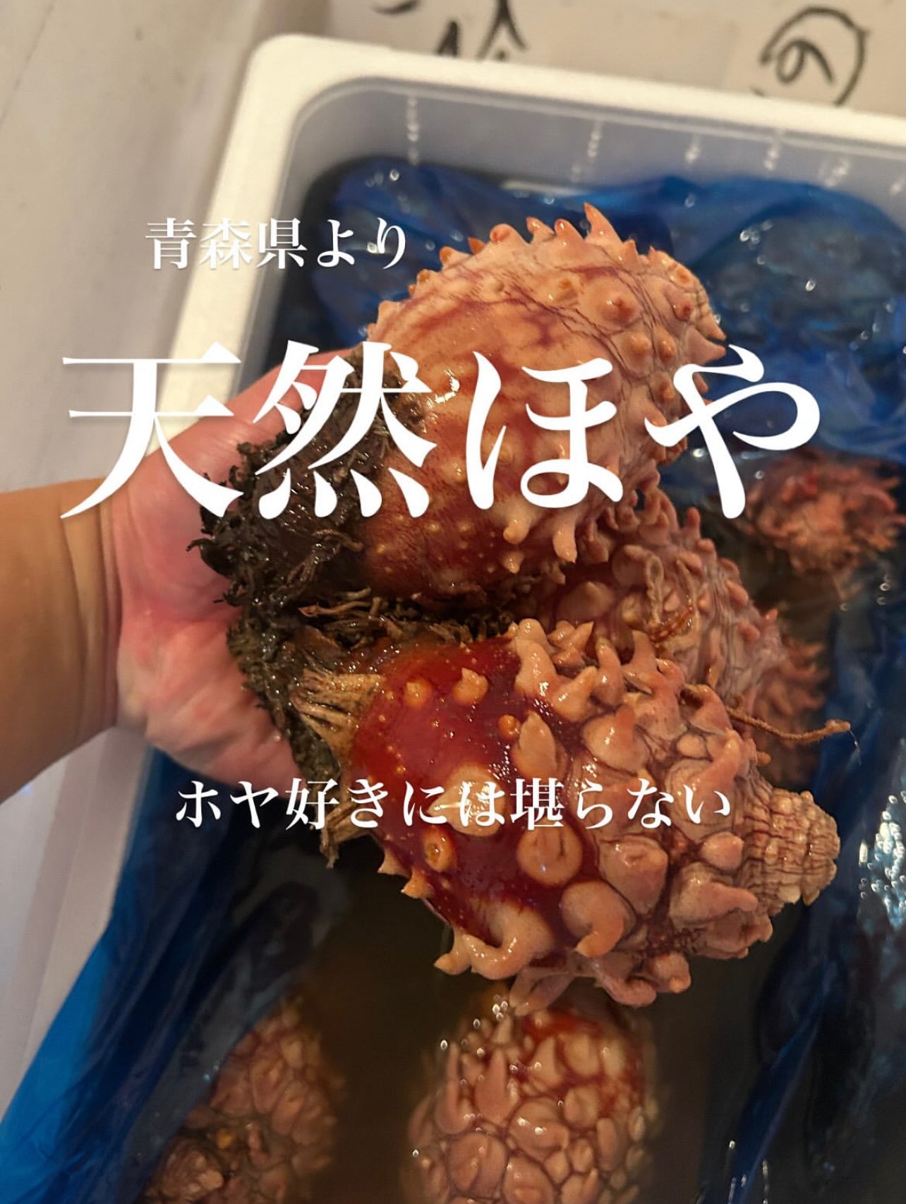 Premium Japanese Sea Pineapple (Hoya) 500g