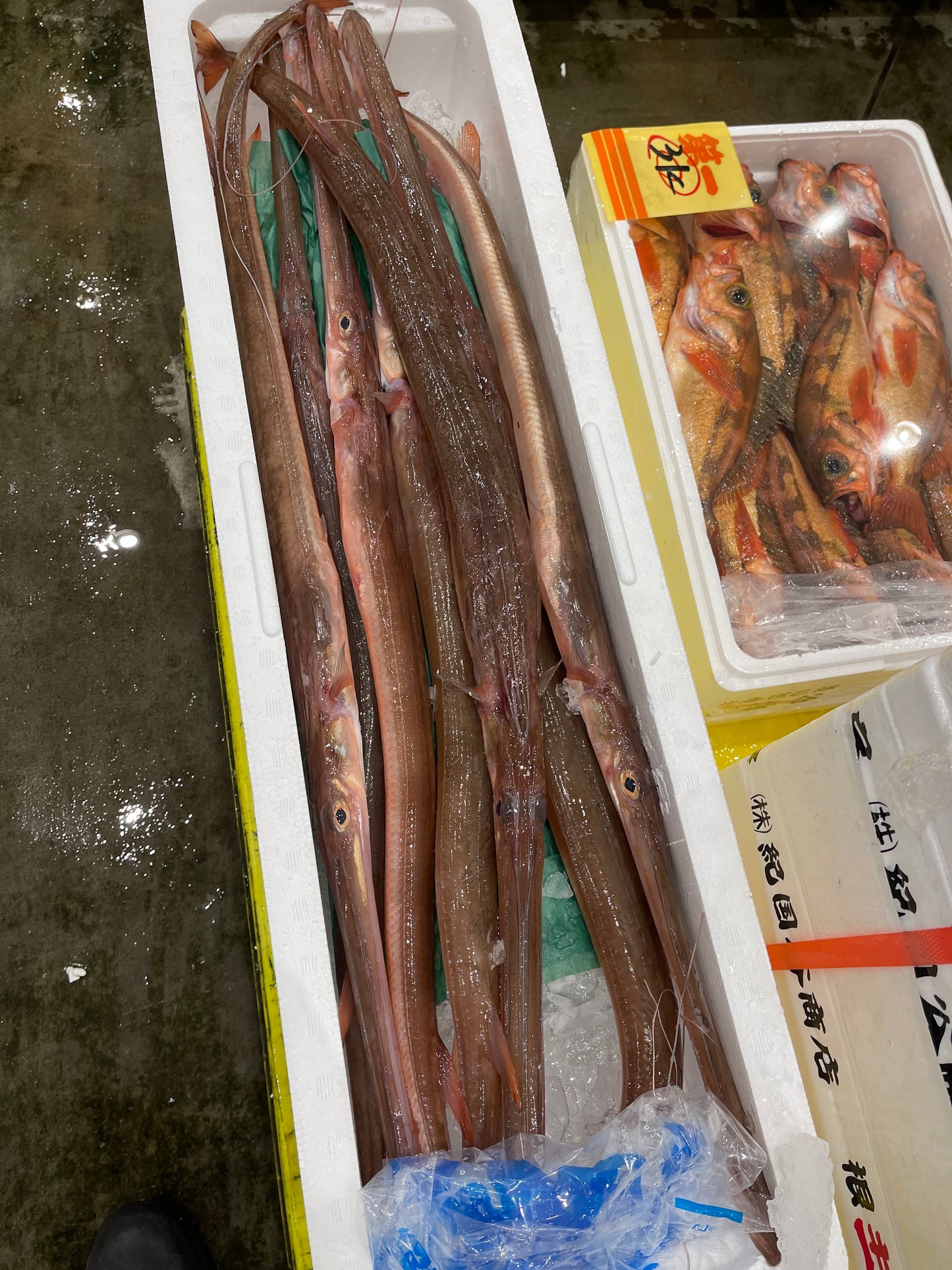 Premium Japanese Red Cornetfish/Trumpet fish (Aka-Yagara) 2.2~4.5LB