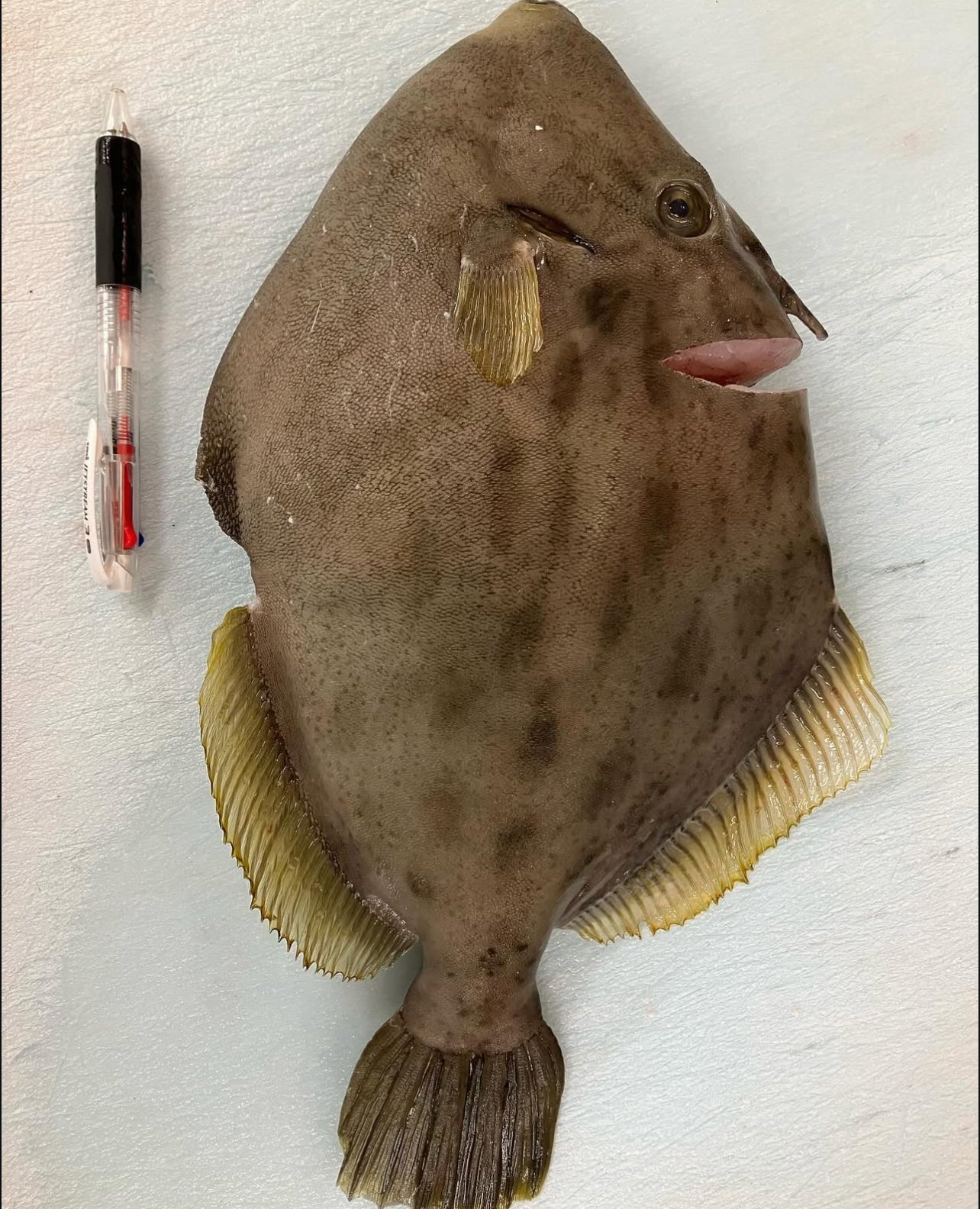 Premium Japanese Threadsail Filefish (Kawahagi) 1.1~1.7LB