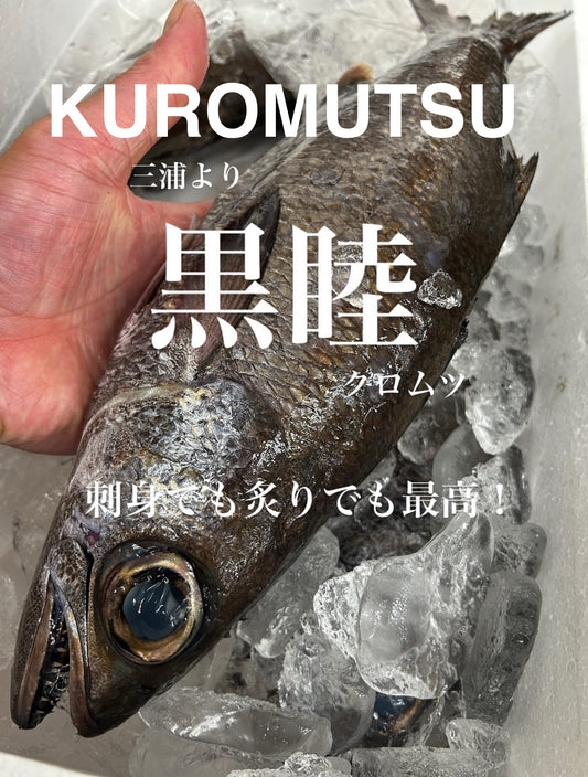 Premium Japanese Black Gnomefish (Kuromutsu) 1.8~5.7LB