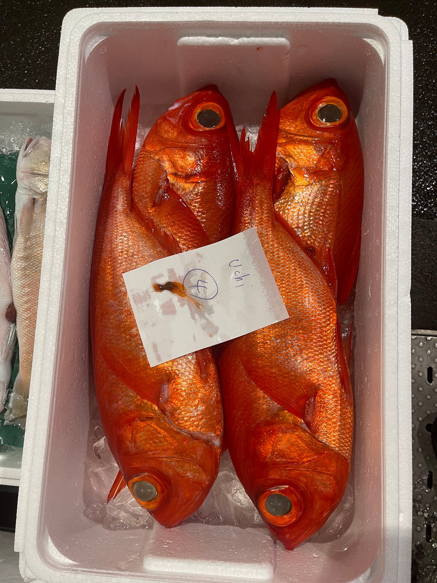 Wild-Caught Japanese Splendid Alfonsino (Kinmedai)