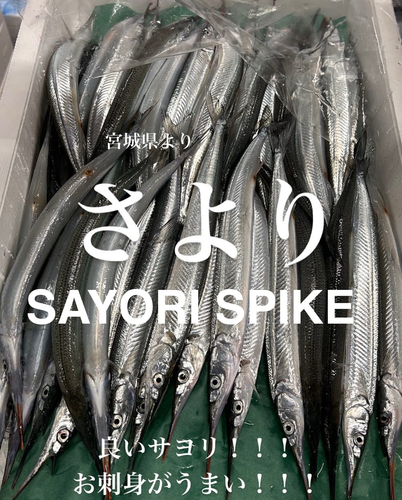 Premium Fresh Japanese Halfbeak (Sayori) 100g~120g