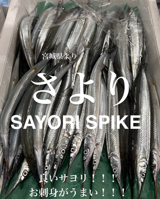 Premium Fresh Japanese Halfbeak (Sayori) 100g~120g