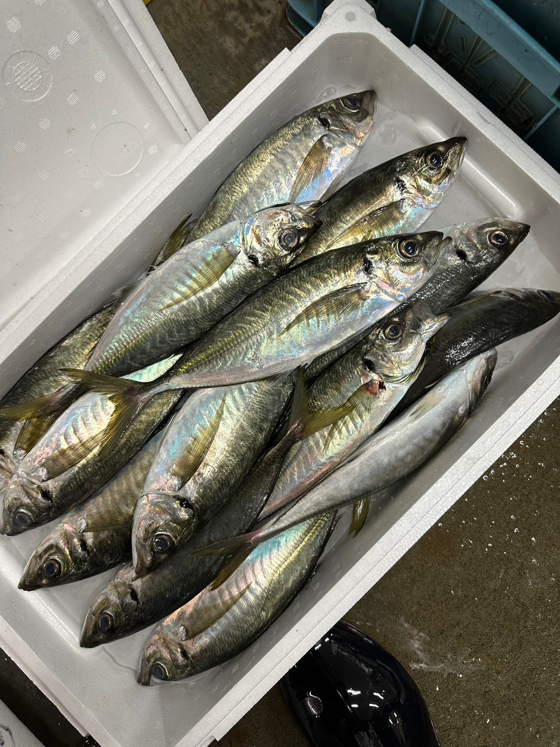 Premium Line-Caught Japanese Horse Mackerel (Seki-Aji) 0.9~1.35LB