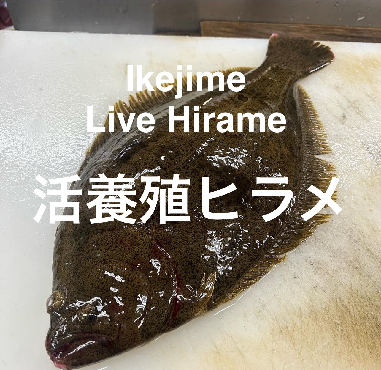 Premium "Ikijime" Farmed Japanese Flounder (HIRAME) 3.5~4.5LB