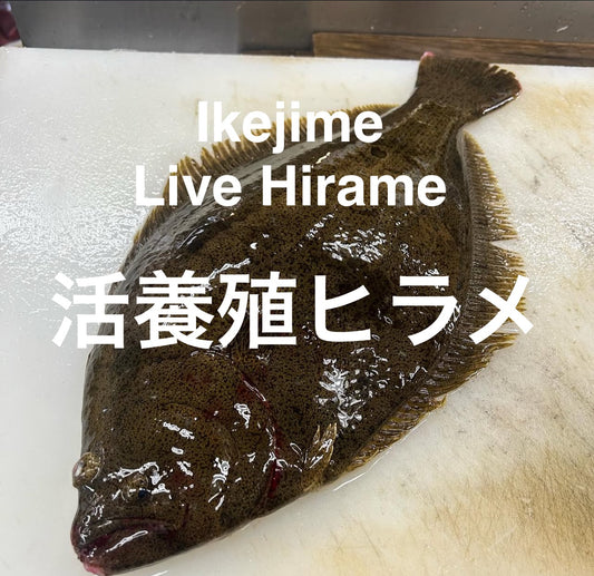 Premium "Ikijime" Farmed Japanese Flounder (HIRAME) 3.5~4.5LB