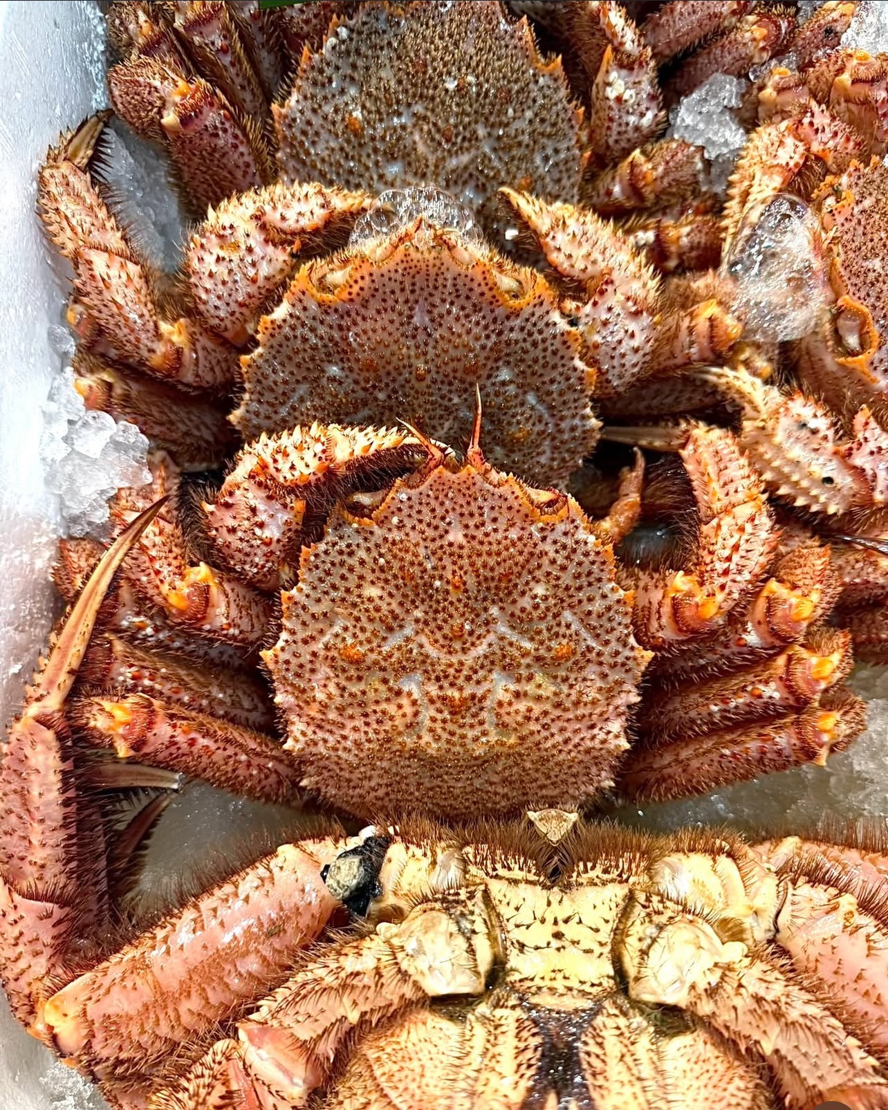 Premium Hokkaido Horsehair Crab (Kegani) 1~2.25LB