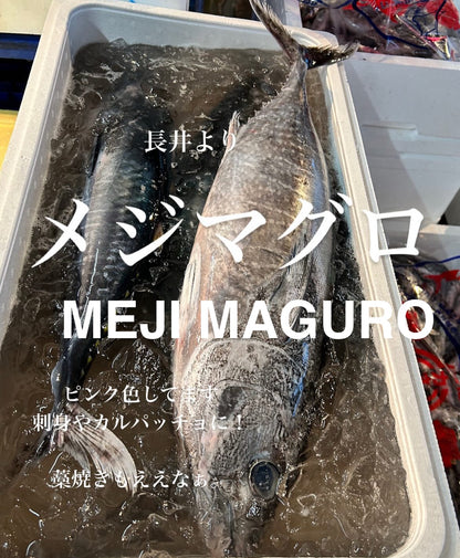 Japanese Baby Bluefin Tuna (Meji-Maguro) 15kg / Half OK