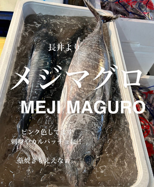 Japanese Baby Bluefin Tuna (Meji-Maguro) 15kg / Half OK