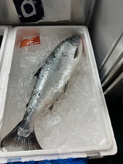 Premium Japanese Cherry Salmon (Sakuramasu)