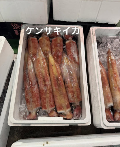 Premium Japanese Swordtip Squid (SHIRO IKA) 0.7~ 1.6LB