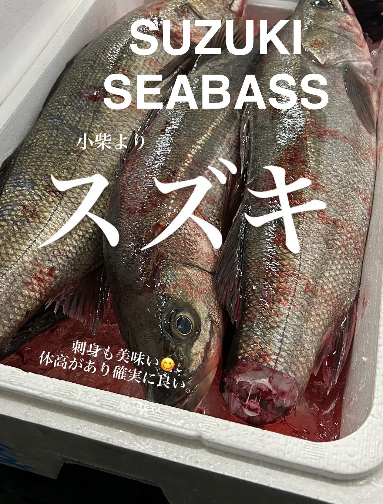Premium Japanese Sea Bass (Suzuki) 3.35~6.75LB