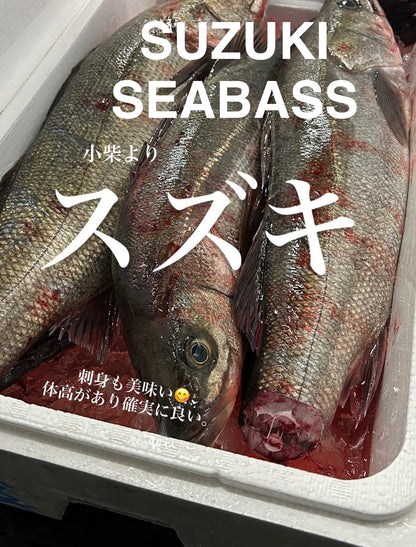 Premium Japanese Sea Bass (Suzuki) 3.35~6.75LB