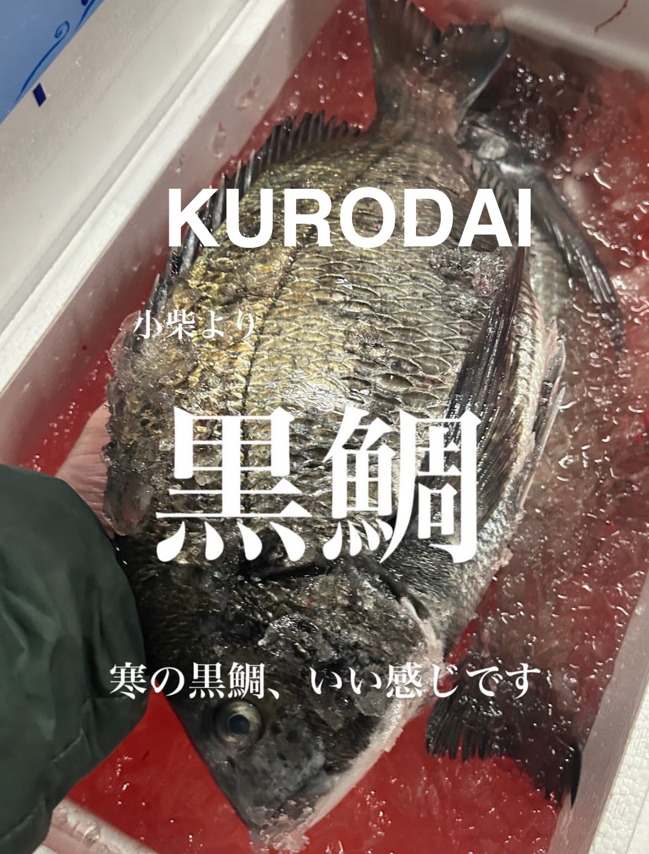 Premium Japanese Black Sea Bream (KURODAI) 2.2~4.5LB