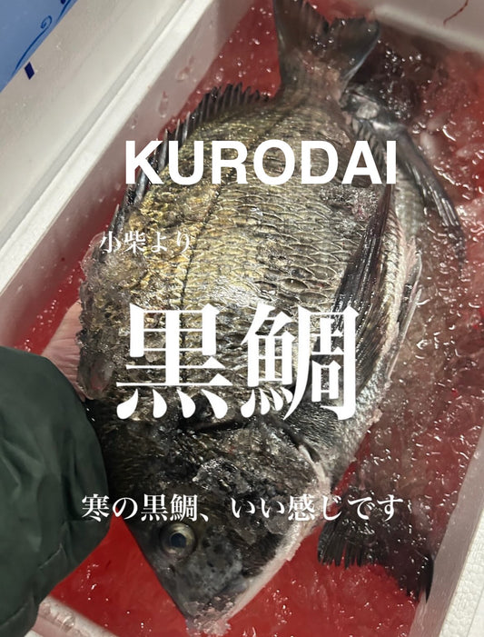 Premium Japanese Black Sea Bream (KURODAI) 2.2~4.5LB
