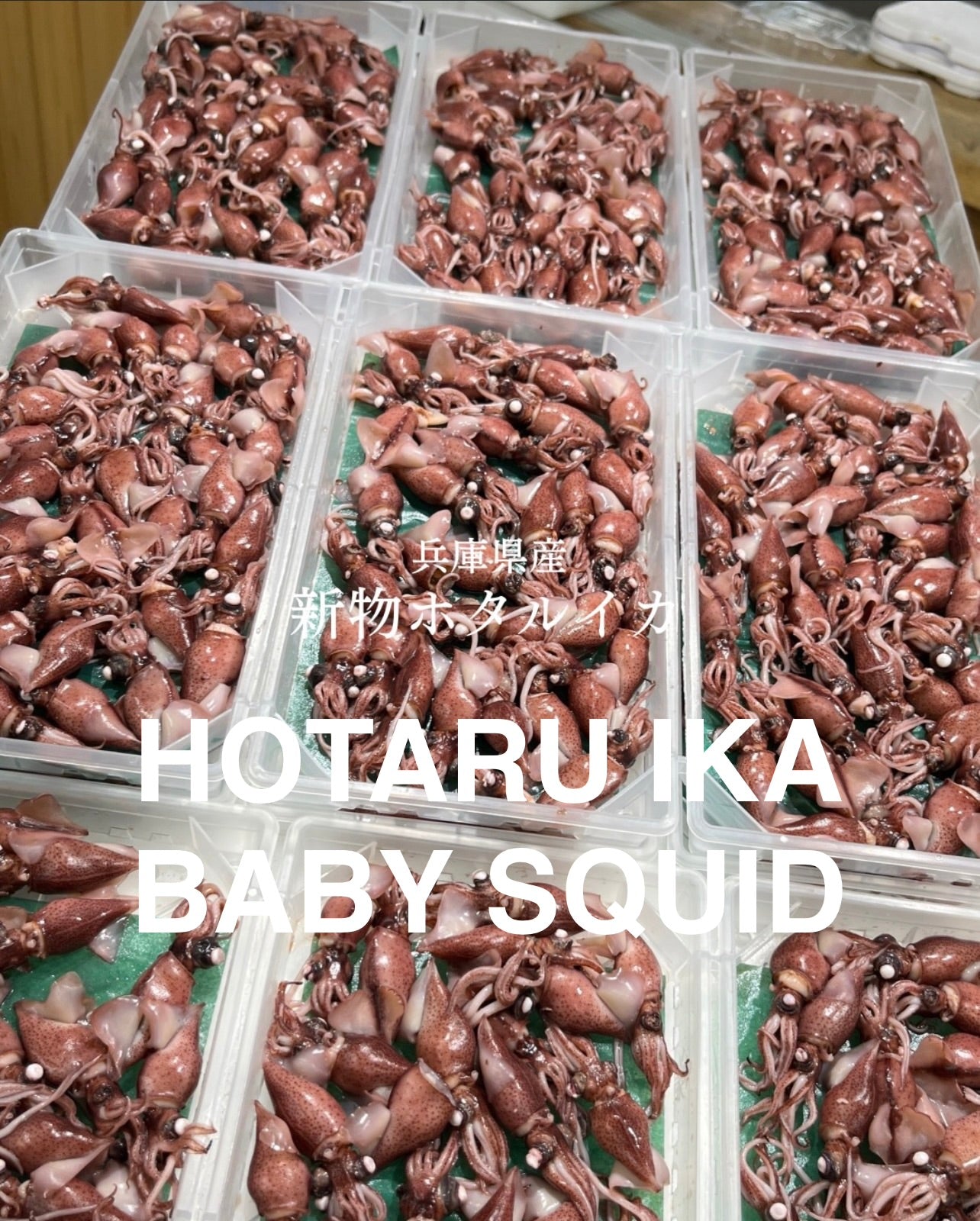 Premium Boiled Firefly Squid (Toyama-Hotaru-Ika) 500g/pk