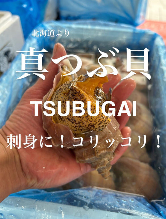 Premium Fresh Japanese Whelk (Ma-Tsubugai)