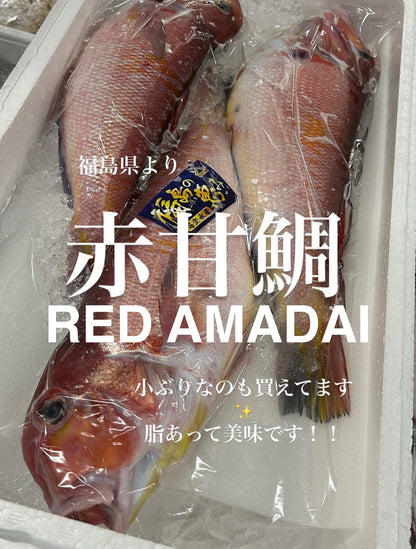 Premium Japanese Red Tilefish (Aka Amadai) 2.2~2.7LB