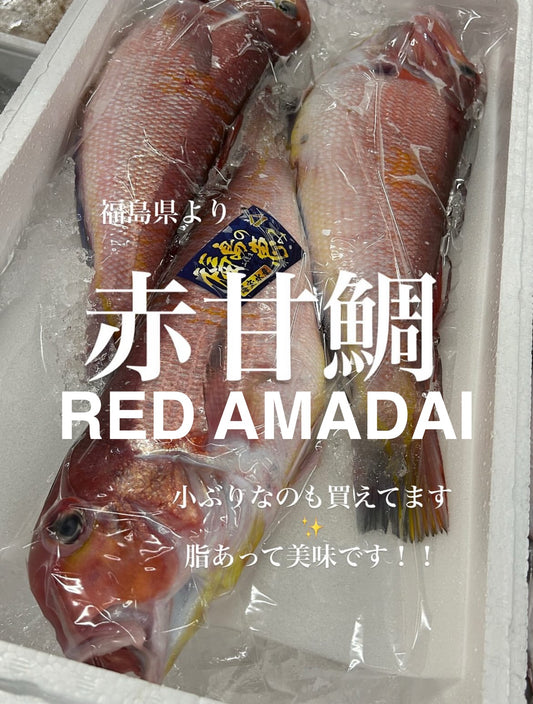 Premium Japanese Red Tilefish (Aka Amadai) 2.2~2.7LB