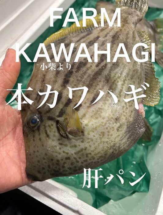 Premium Japanese Threadsail Filefish (Kawahagi) 1.1~1.7LB