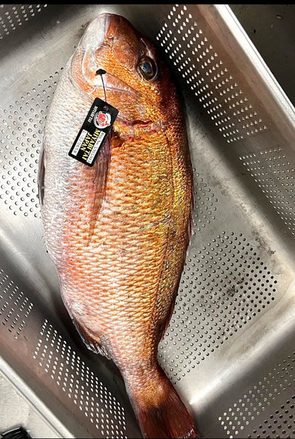 Premium "Ikijime" Farmed Japanese Sea Bream (MIYABI TAI)4~6.5LB