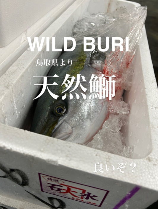 Premium Wild Japanese Yellowtail (Kan-Buri)  21~27LB