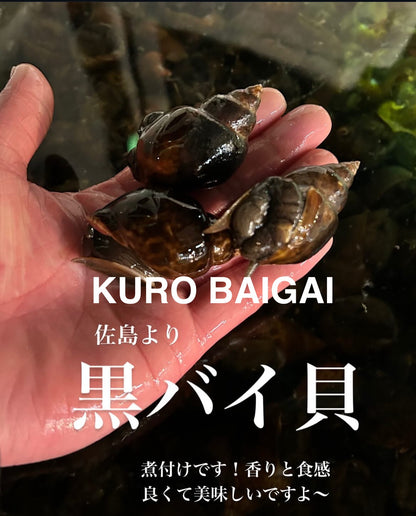 Premium Japanese Black Whelk (Kuro-Baigai) - 10pc/pk