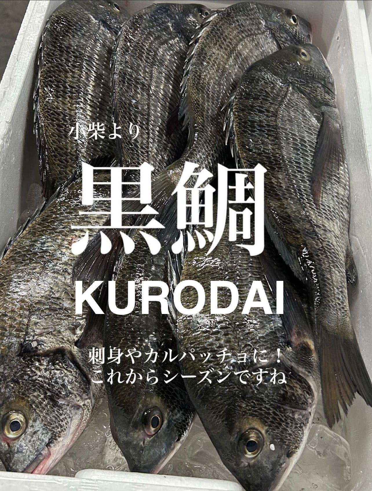 Premium Japanese Black Sea Bream (KURODAI) 2.2~4.5LB