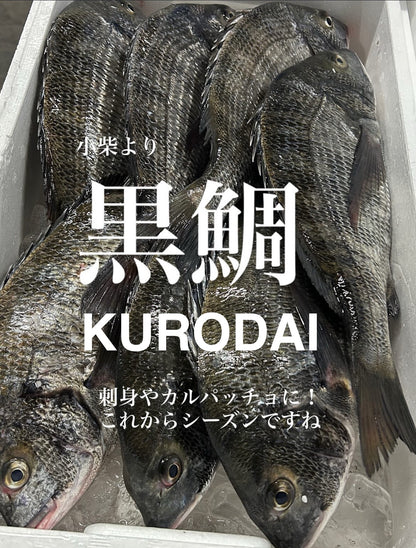 Premium Japanese Black Sea Bream (KURODAI) 2.2~4.5LB
