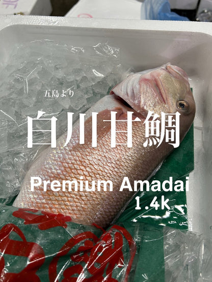 Premium Japanese White Tilefish (SHIRO AMADAI) 2.2~4.5LB