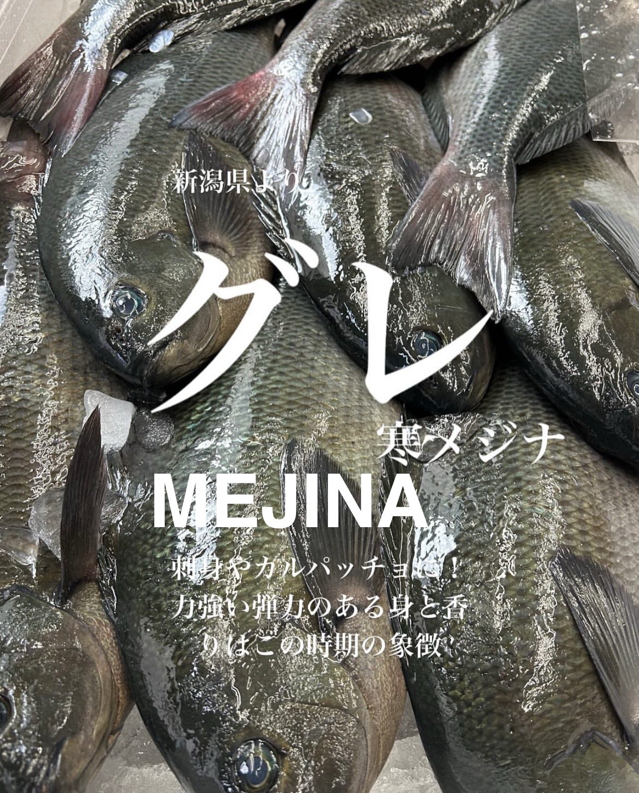 Premium Japanese Largescale Blackfish (Mejina / Gure) 1.8~ 3.4LB