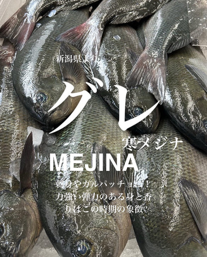 Premium Japanese Largescale Blackfish (Mejina / Gure) 1.8~ 3.4LB