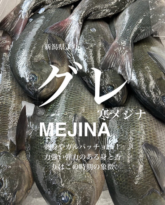 Premium Japanese Largescale Blackfish (Mejina / Gure) 1.8~ 3.4LB