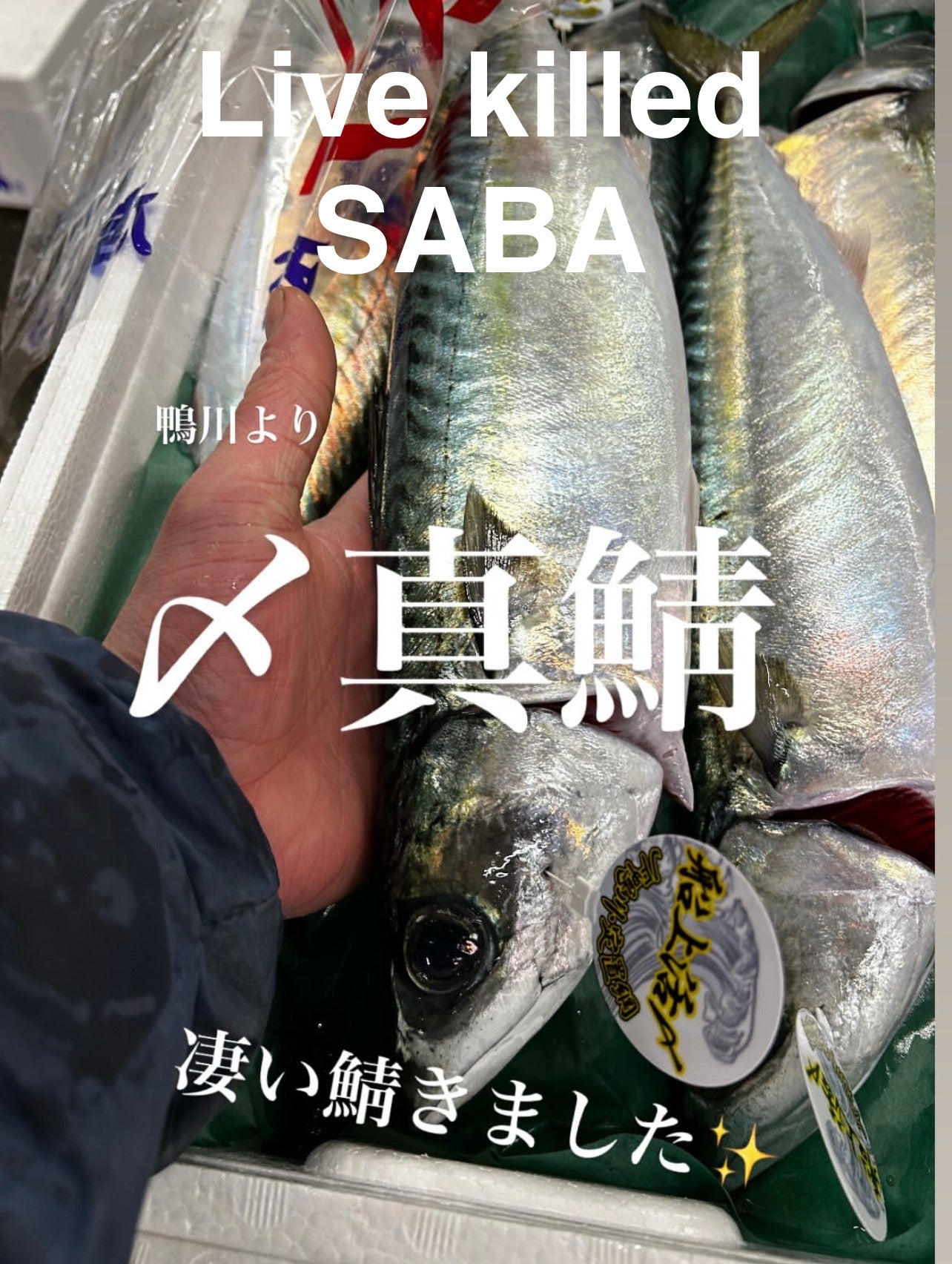 Wild-Caught Japanese Chub Mackerel (Seki-Saba) 1.8~2.7LB