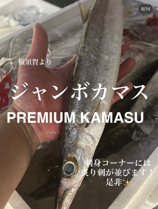 Premium Japanese Barracuda (Kamasu) 0.4~0.8LB