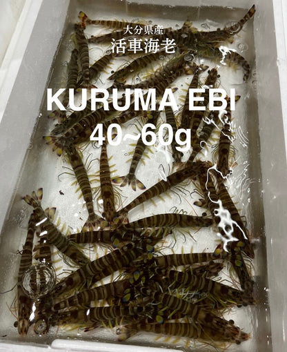 Premium Japanese Tiger Prawns (Kuruma Ebi) 500g/1kg/box