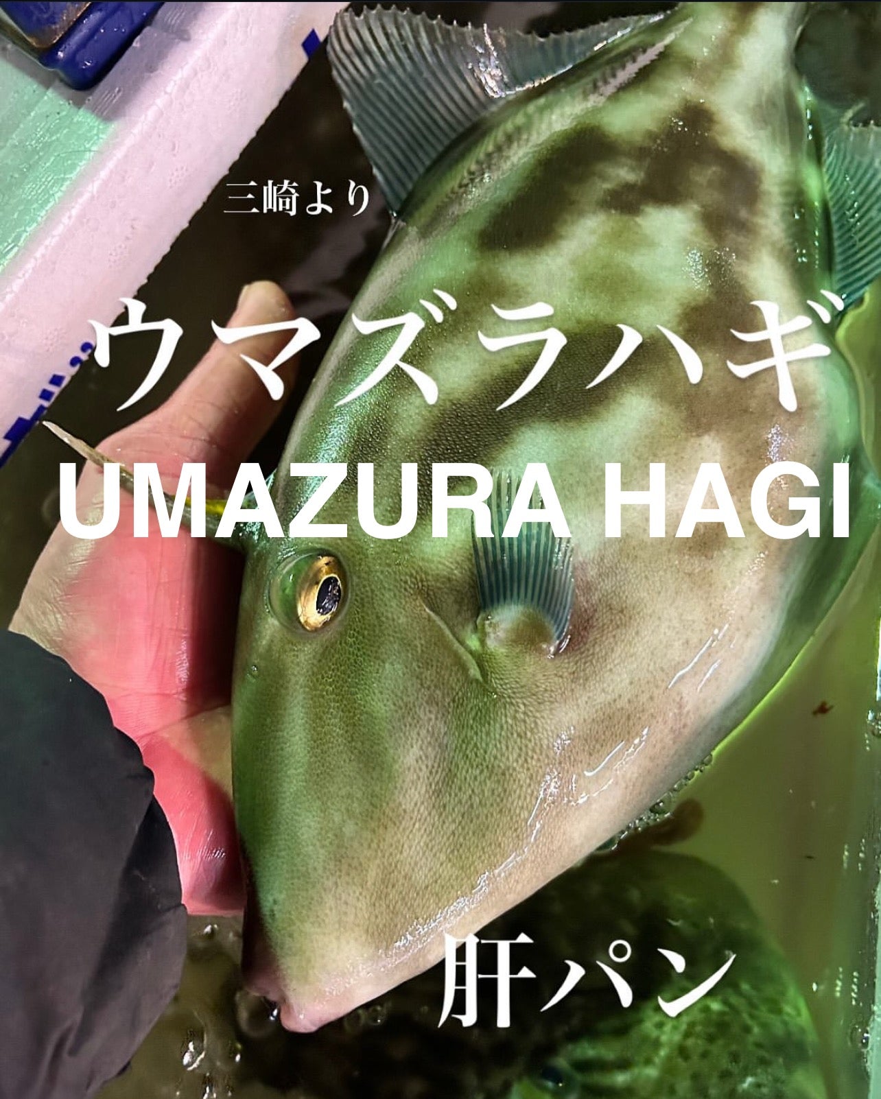 Premium Japanese Filefish / Black Scraper (Umazurahagi) 1.5~2.2LB