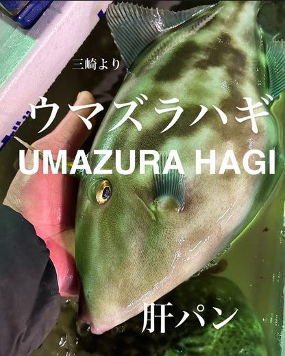 Premium Japanese Filefish / Black Scraper (Umazurahagi) 1.5~2.2LB
