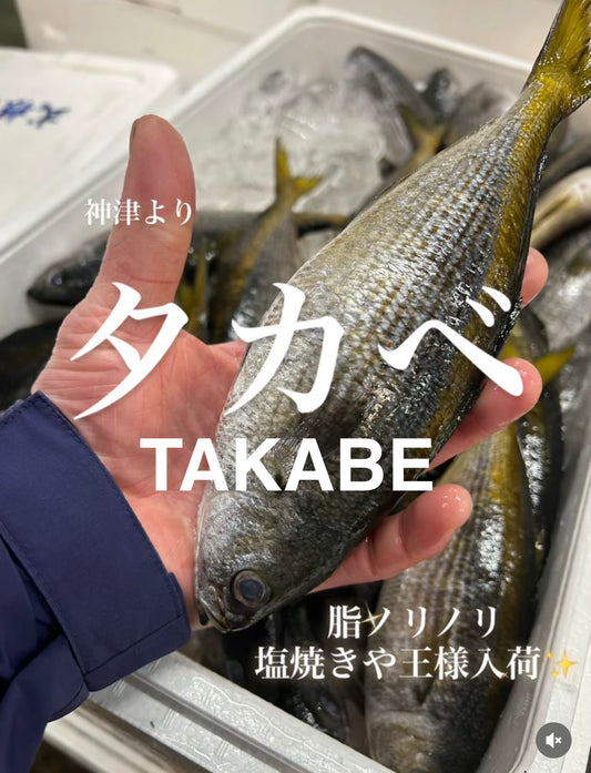 Premium Japanese Yellowstriped Butterfish (Takabe)150~250g