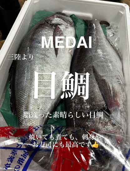 Premium Japanese Butterfish / Blue Warehou (MEDAI) 4.5~22LB