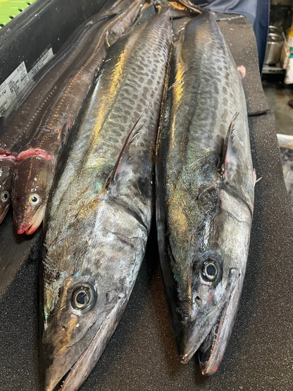 Premium Japanese Spanish Mackerel (Sawara) 6.7~11.2LB