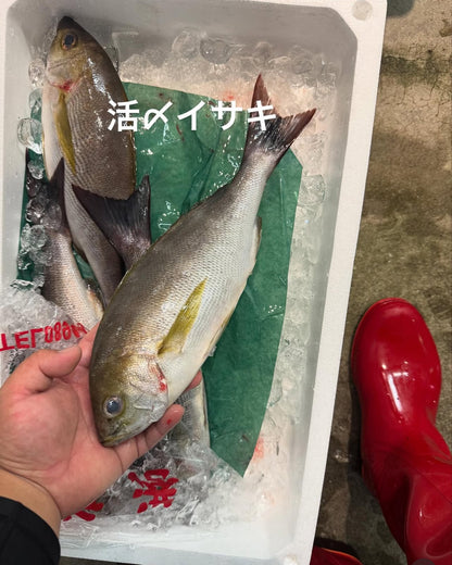 Premium Japanese Chicken Grunt(Isaki) 1.5~2.7LB