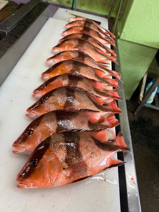 ONIJIME Farmed Emperor Red Snapper (SENNEN DAI) 2.5~3.5LB
