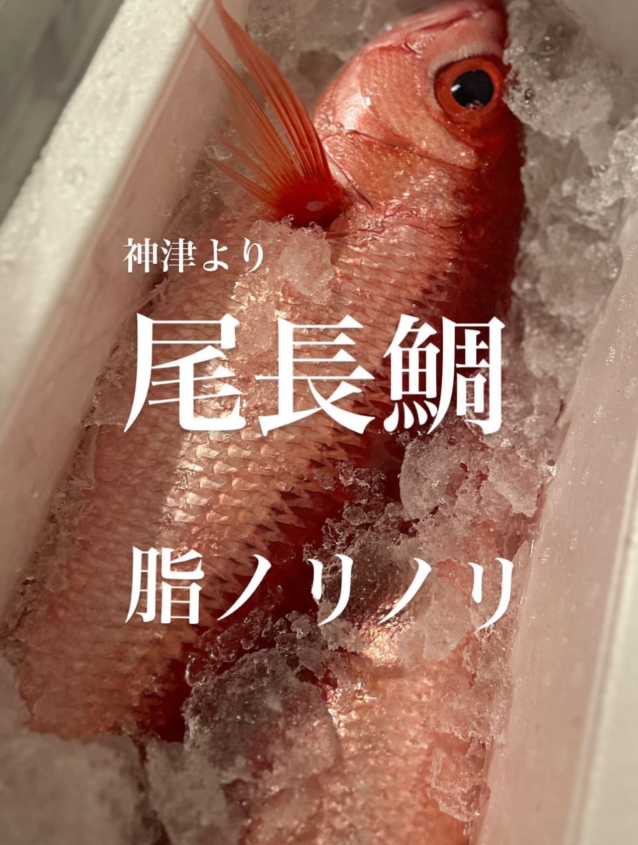 Premium Japanese Flame Snapper (Onagadai) 2.2~6.7LB